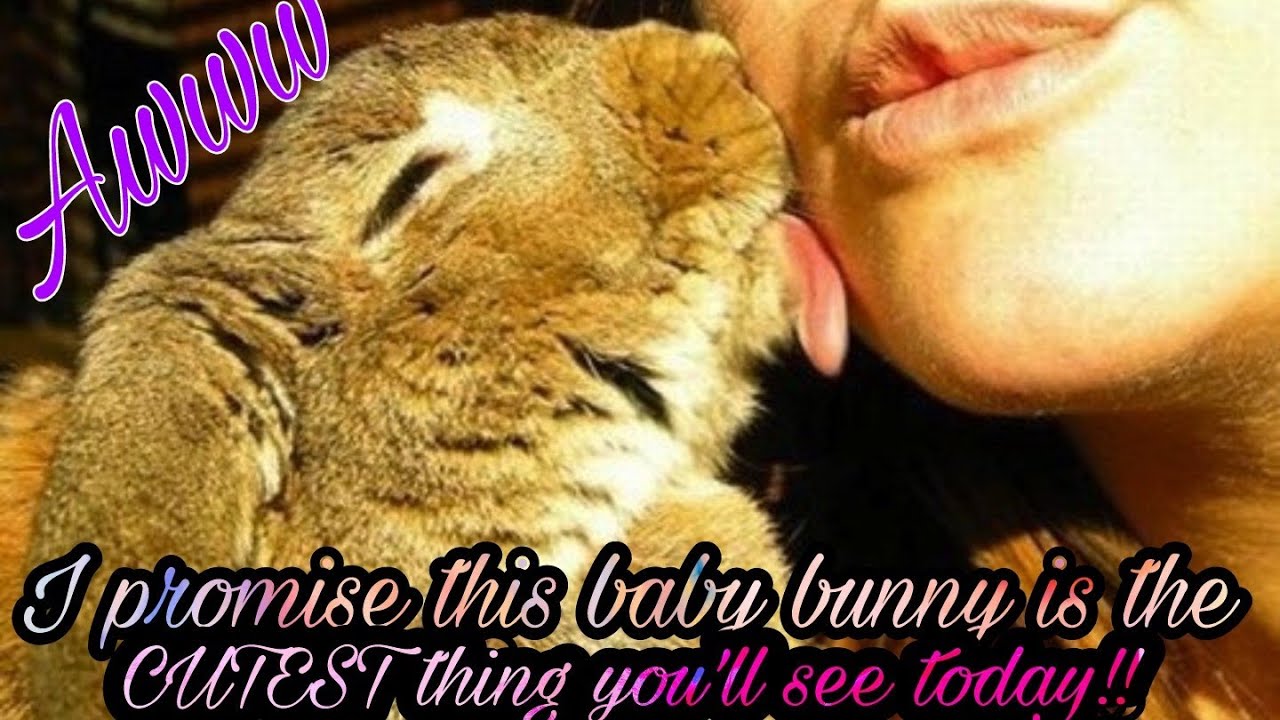 THE Cutest Baby Bunny In The World Giving Me Kisses and Playing |Ruby's Zoo