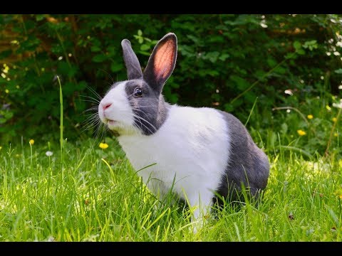 Funny Baby Bunny Rabbit Videos Compilation   Cute Rabbits