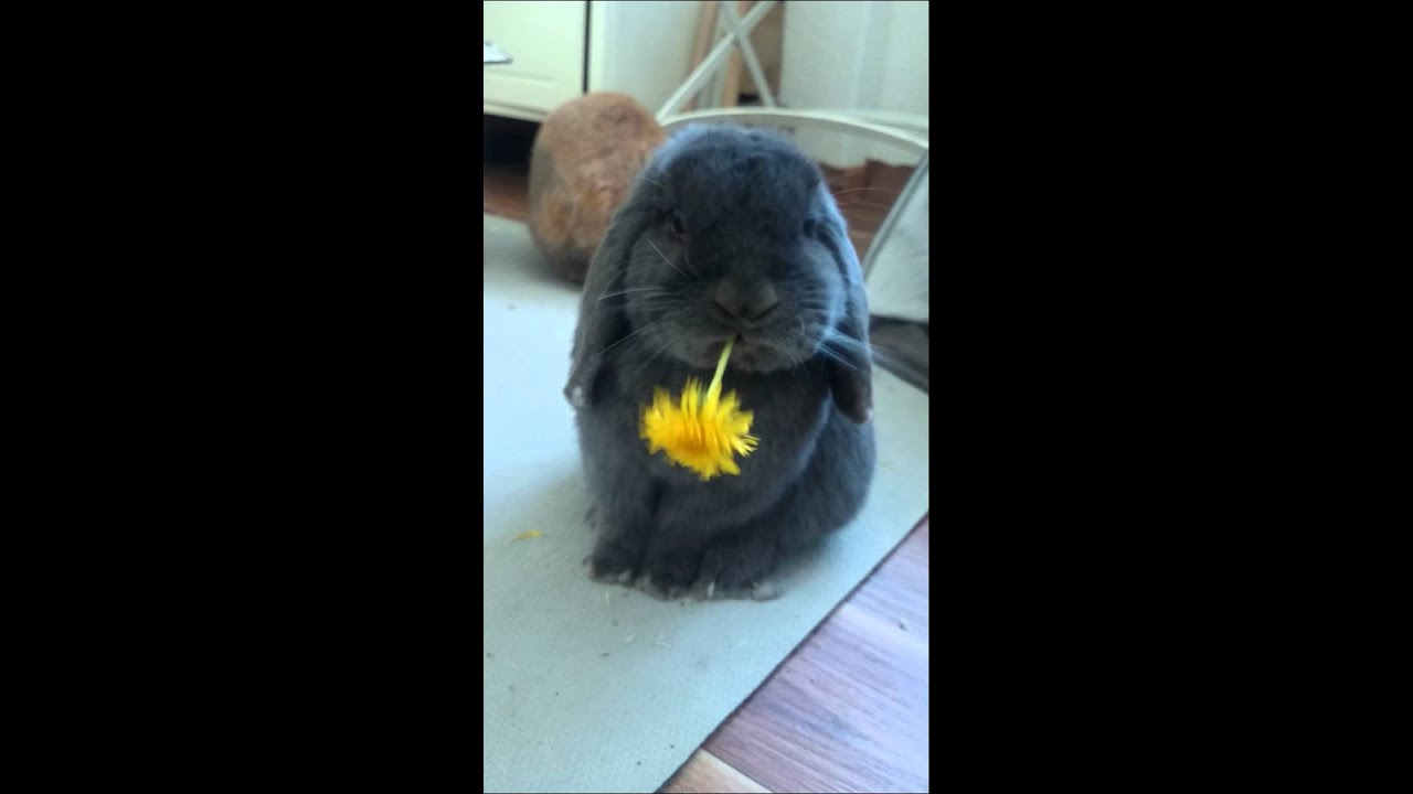 cute bunny eats a flower