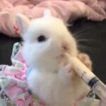Cute | Feeding baby bunny