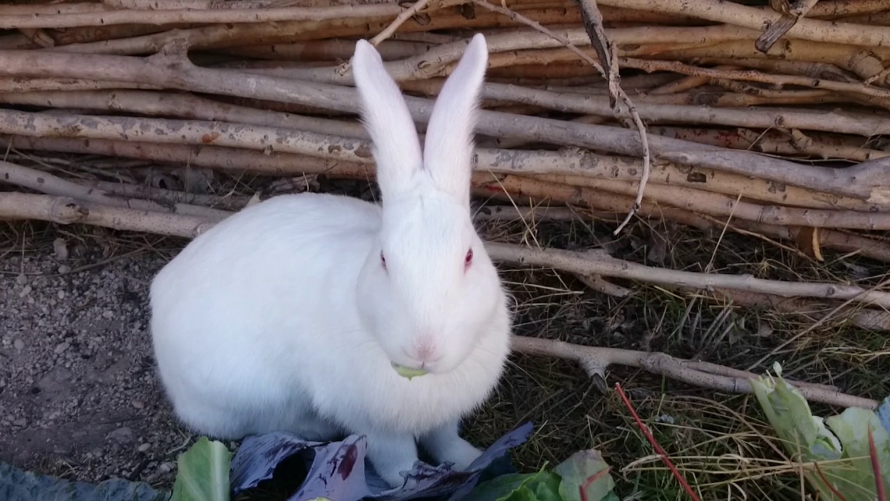Lahana Yiyen Sevimli Tavşan (Funny And Cute Bunny Rabbit)