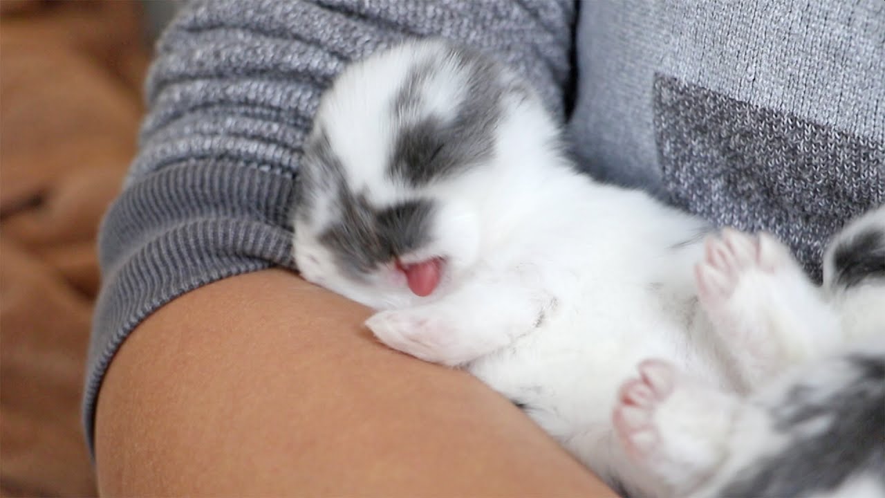 Baby Bunny Can't Stop Licking