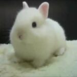 cute bunny (conejito lindo)
