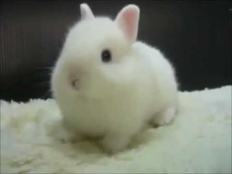 cute bunny (conejito lindo)