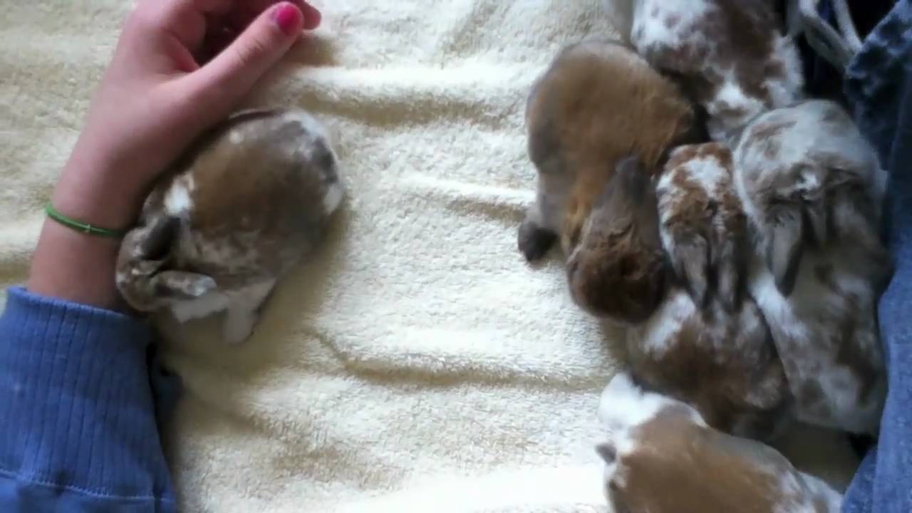 Cute Baby Bunnies - Holland Lop