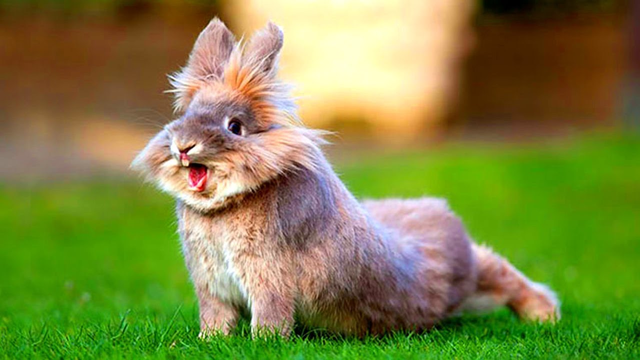মজার প্রাণী খরগোশ | Funny Rabbits - Cute Baby Bunnies - Funny Baby Videos - Cute Rabbit Video