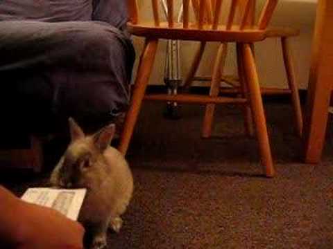 Cute Bunny Letter opener