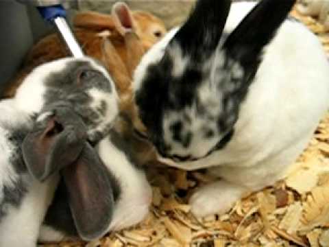 Cute Bunny - 3 Big Yawns