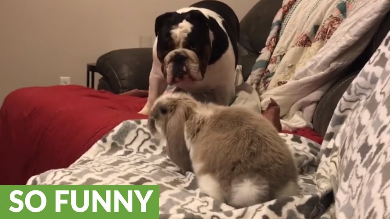 Bouncing bulldog plays with cute bunny rabbit
