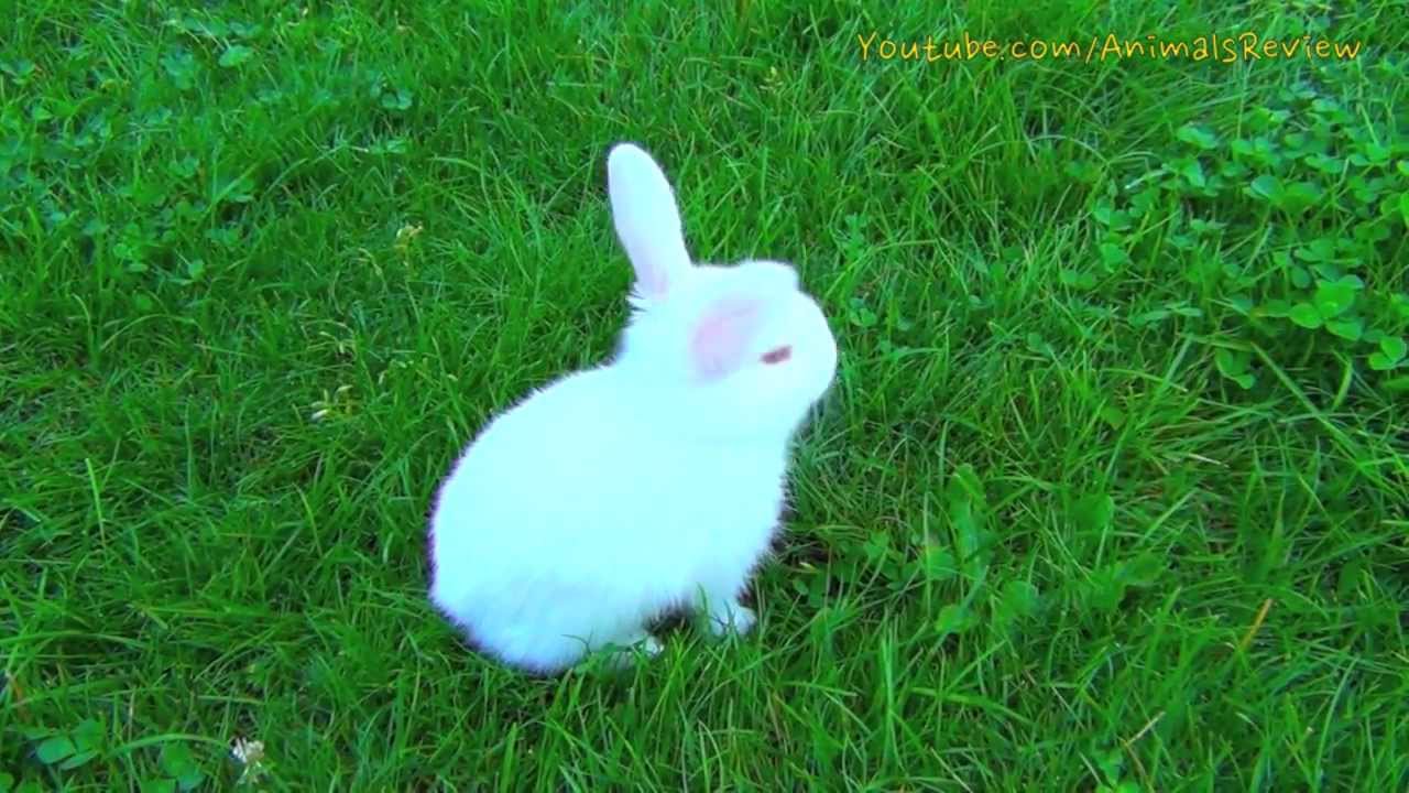 White baby bunny with red eyes walking outside first time