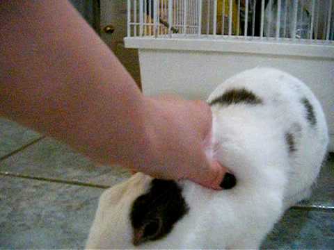 Cute Bunny Rabbit Sniffing Screen