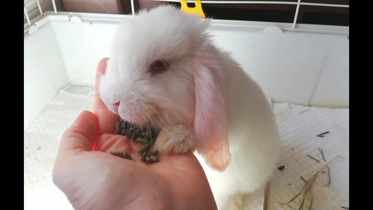 Adorable baby bunny holland eating fedd from my hand. Cute rabbit.