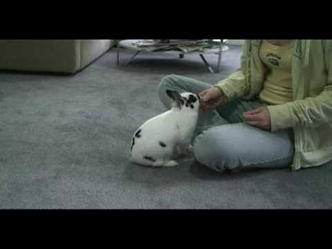 cute bunny tricks