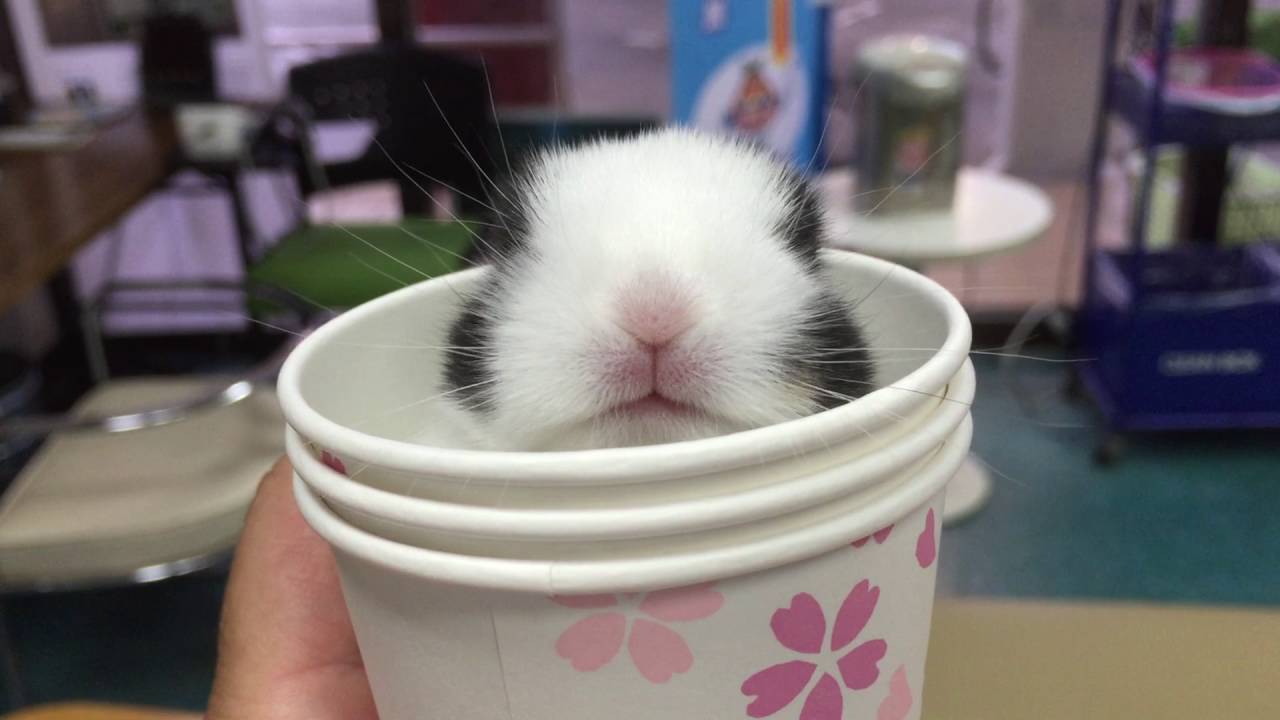 Cute baby bunny in cup ❤️ かわいいコップに入ったうさぎの赤ちゃん