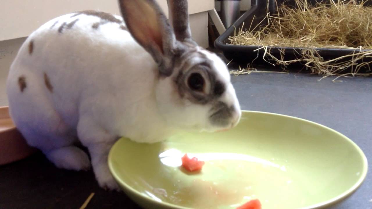 Cute Bunny Eats Watermelon for the First Time