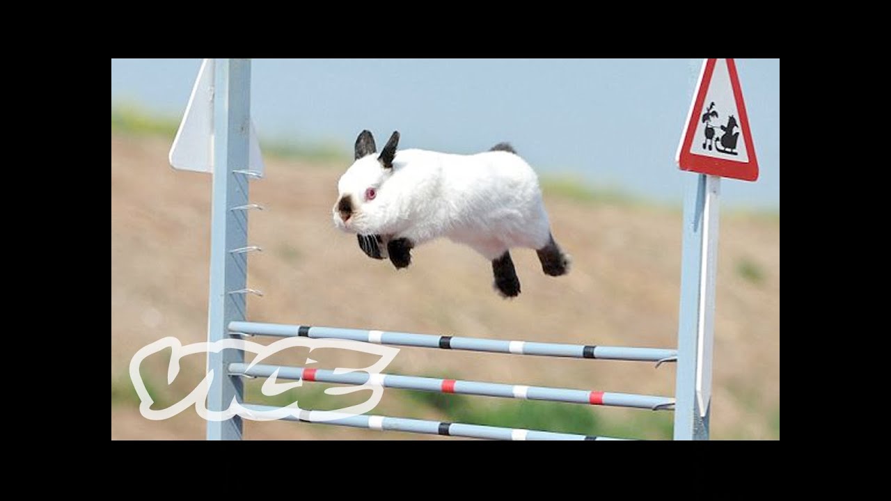 うさぎピョンピョン大会 - Cute Bunny Jumping Competition!