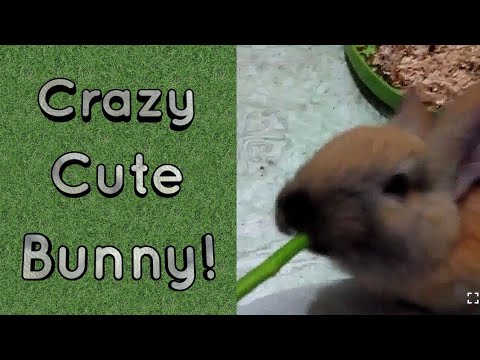 Our crazy cute bunny! 💗