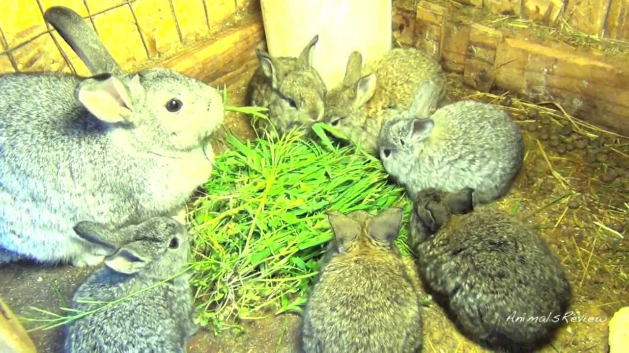 Cute bunny rabbit babies - just 1 week old