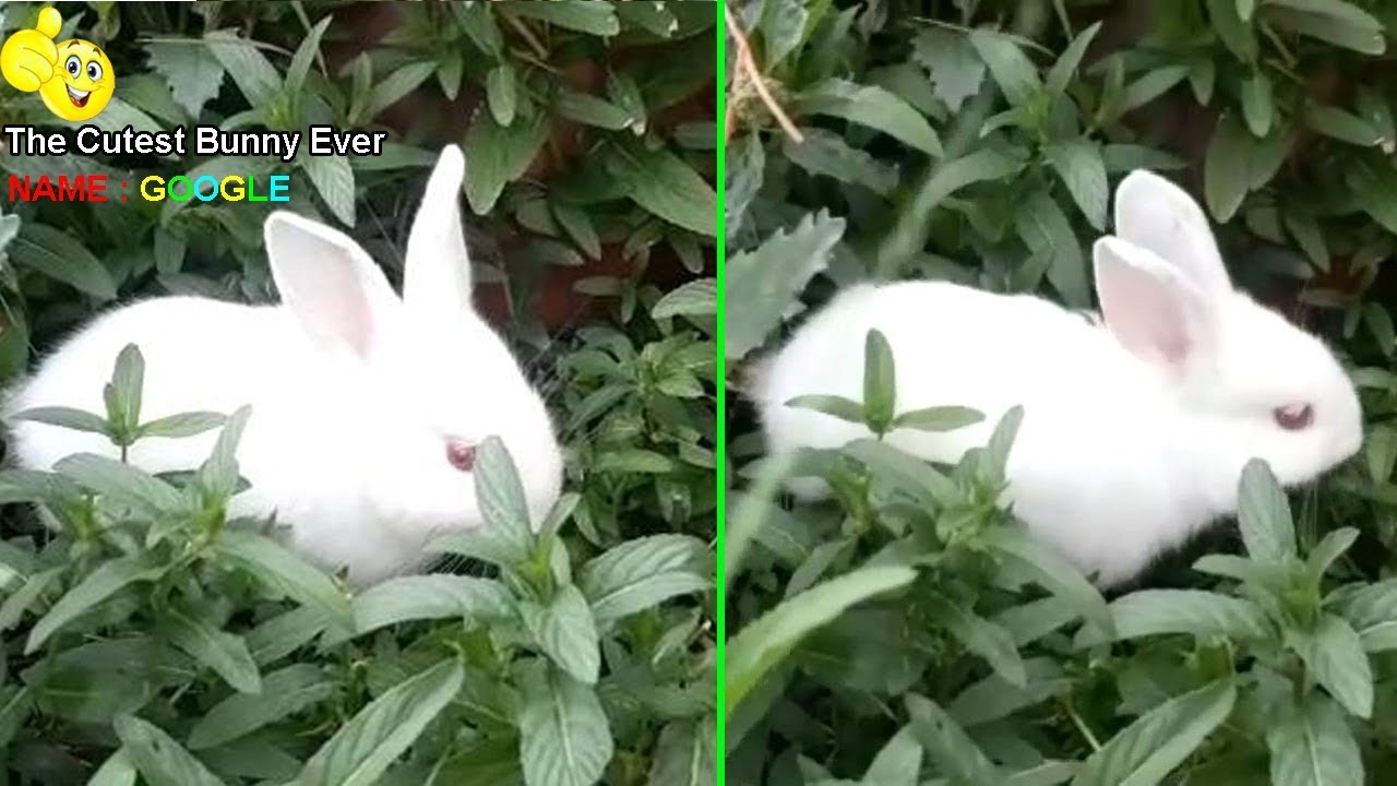 The Cutest Bunny Ever || Baby Rabbit