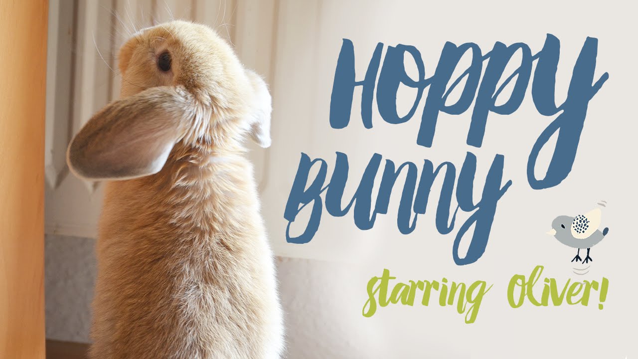 Hoppy Oli - A cute bunny hopping around