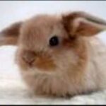 cute bunny pics
