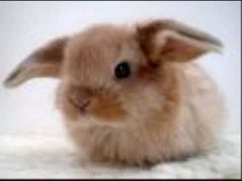 cute bunny pics