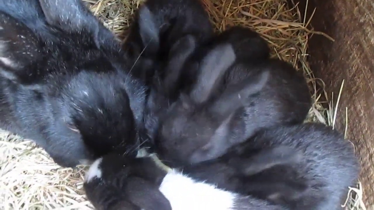 Cute Baby Bunnies Eating Potatoes 🐰🐰🐰 Animals
