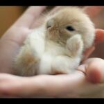Little Bunny Only Sleeps When He Is On His Back - THE CUTEST VIDEO EVER