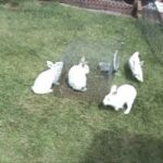 Cute Bunny Rabbits Running In Circles