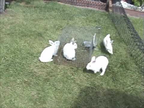 Cute Bunny Rabbits Running In Circles