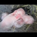 Cute 1-Day Old Baby Bunny Litter!