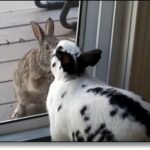 Cute Bunny Love: Let Me In...I Love You!