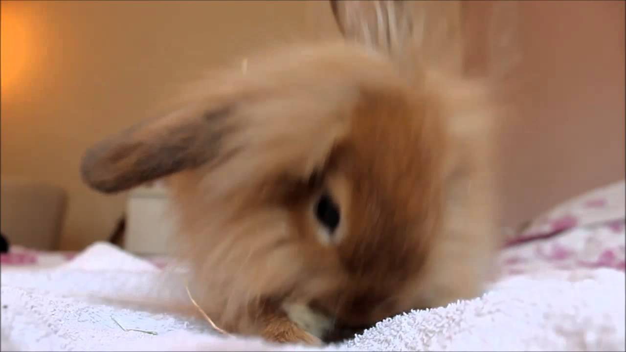 Really Cute Bunny Cleaning His Paws!
