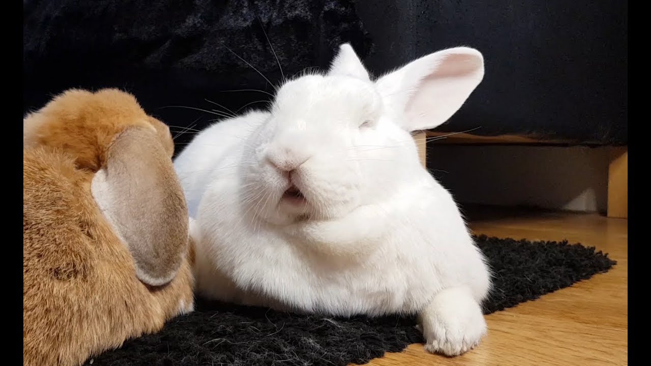 Cute bunny dreaming