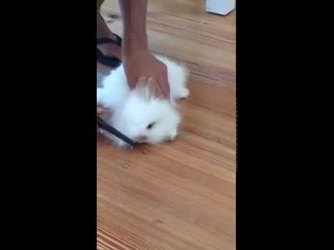Super cute Baby Bunny - doesn't like being groomed