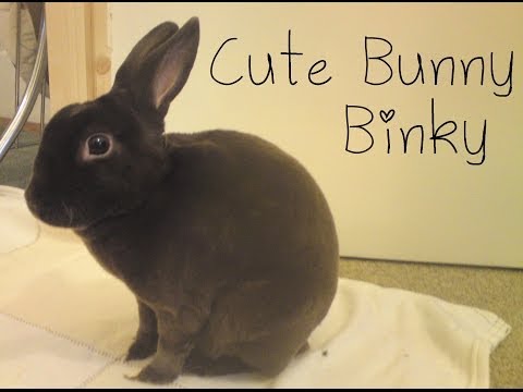 Cute bunny binky