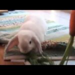 Dangling Carrot in front of VERY CUTE Bunny Rabbit AWWW