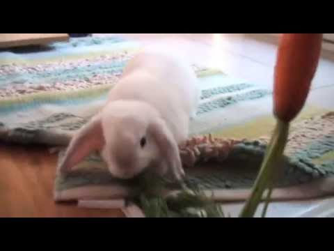 Dangling Carrot in front of VERY CUTE Bunny Rabbit AWWW