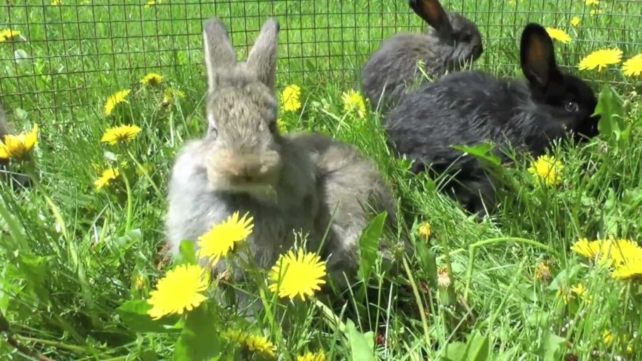 CUTE baby bunnies eating dandilions and playing