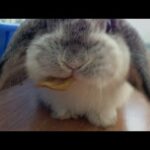 Cute Bunny Rabbit Eating Banana
