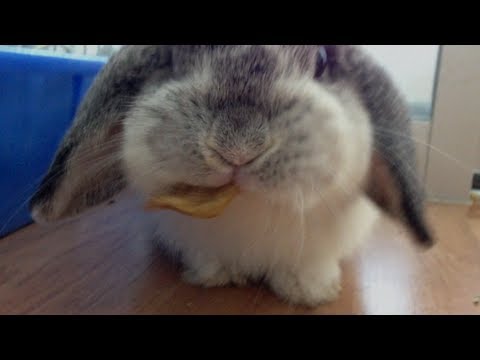 Cute Bunny Rabbit Eating Banana