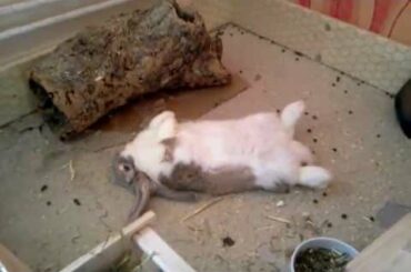 my cute bunny sleep