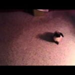 Cute baby bunny playing