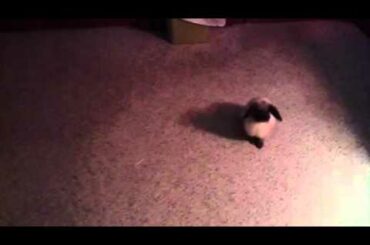 Cute baby bunny playing