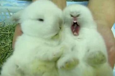 Fluffy Bunny - Bunnies take care of each other