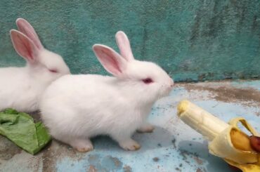 The Cutest "Baby Bunny" Rabbit EVER || Baby Rabbits (Bunnies)
