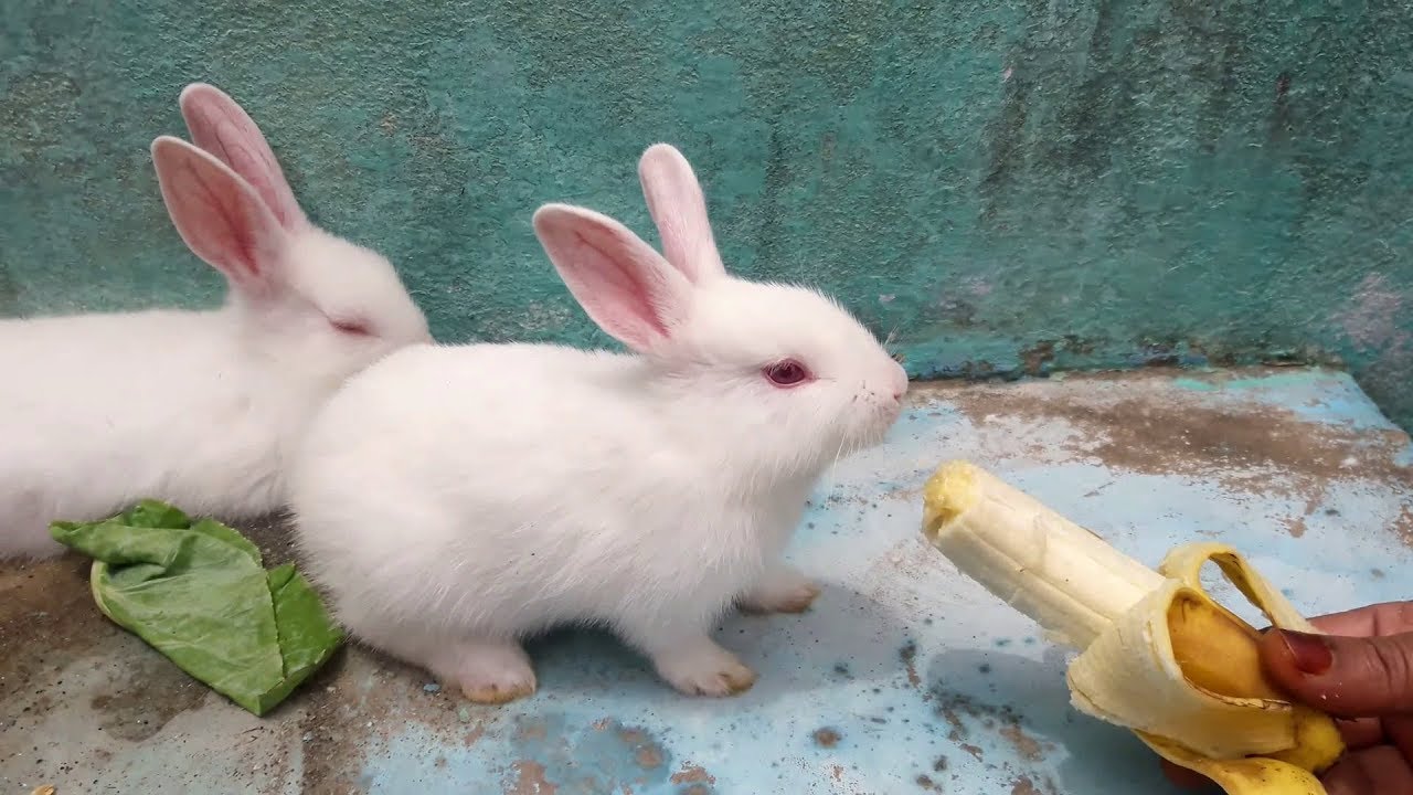The Cutest "Baby Bunny" Rabbit EVER || Baby Rabbits (Bunnies)