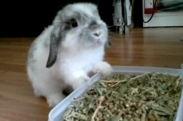My Cute Bunny Rabbit Eating Pellet Buffet