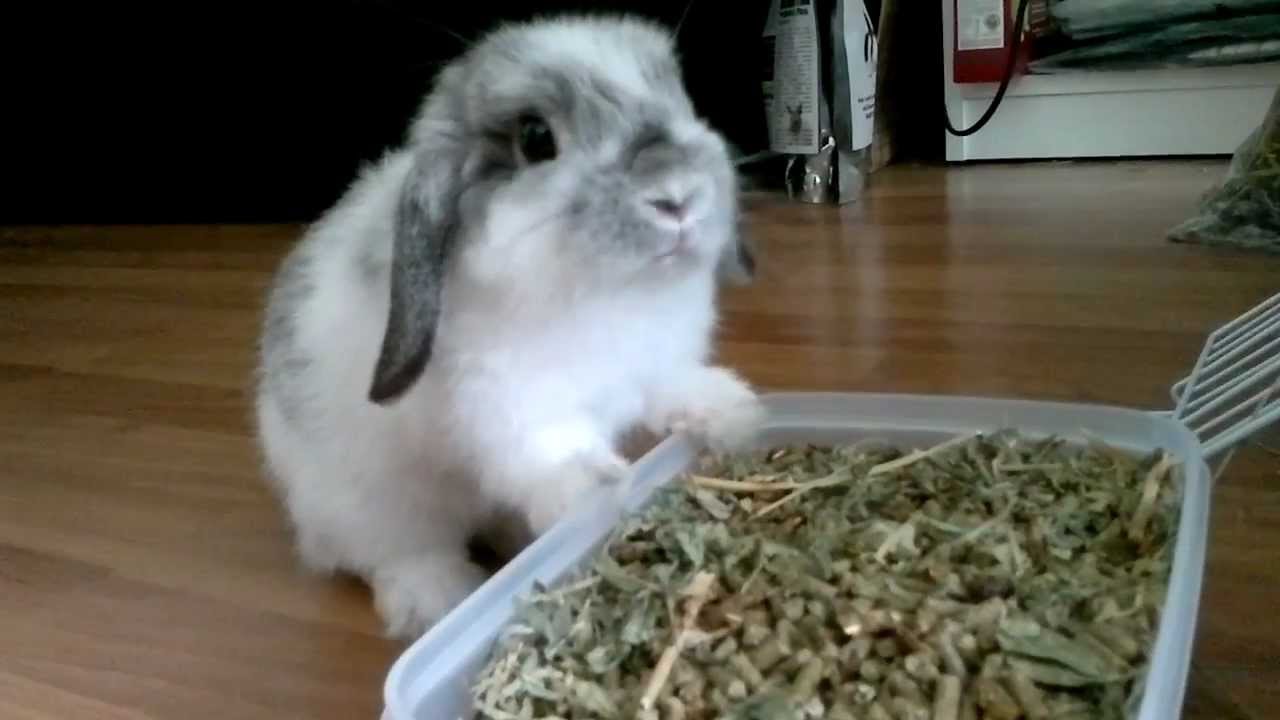 My Cute Bunny Rabbit Eating Pellet Buffet