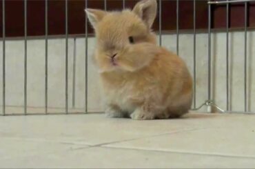 Baby Bunny - Parry Gripp